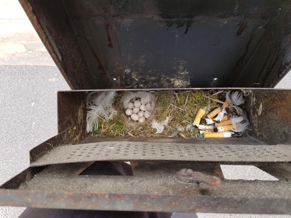 South East Water keep tabs on unusual nesting box in Tonbridge